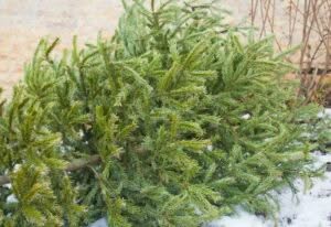 Scopri di più sull'articolo Dove buttare albero di Natale