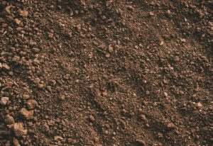 Scopri di più sull'articolo Dove buttare la terra