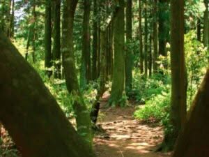 immagine di una foresta immagine di una foresta